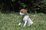 PARSON RUSSEL TERRIER 170